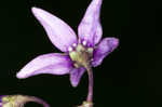 Climbing nightshade